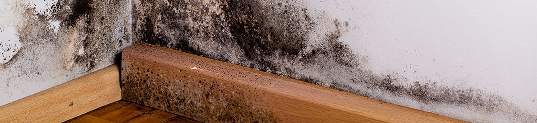 Black mold in the corner of room wall